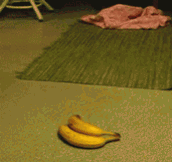 What Is That? Holy Crap It’s Bananas