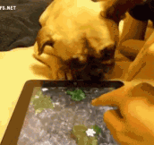 Dog Trying To Drink Water From iPad