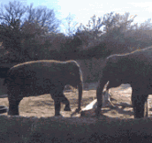 Elephant Can’t Break His Stick, Then He Rage Quits