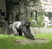Silverback Gorilla Doesn’t Like The Painters