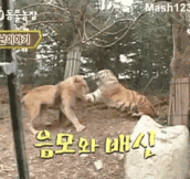 Pay Attention To The Lion’s Incredibly Agility, He Doesn’t Get Punched Once