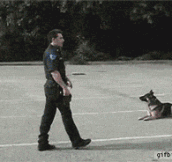 Police Dog Gets Into Police Car