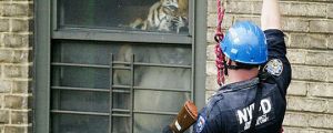 Tiger Found In Public Housing In NY