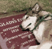Dog Is Taken To The Grave Of His Former Owner