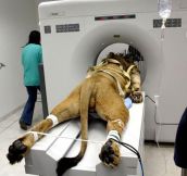Most Literal CAT Scan Ever