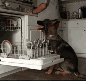 Dog Helping To Fill The Dishwasher
