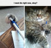 Cat Needs The Pen