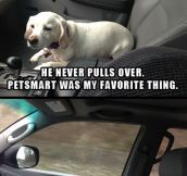 A Dog’s Favorite Thing