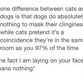 Big Difference Between Cats And Dogs