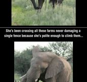 Elephants Are The Most Intelligent Creatures In The World