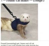 Cat Snake Found