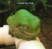 Hulk The Frog