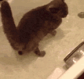 A Cat Having A Bath With Its Friend The Fish
