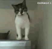 This Cat Doesn’t Believe In Gravity
