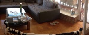 Panoramic Picture Of A Cat