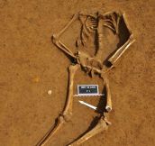 The Skeleton Of A Soldier