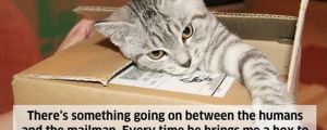 What Your Cats Are REALLY Thinking… (18 Pics)