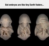 Bat Embryos
