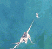 Octopus Hunting A Crab