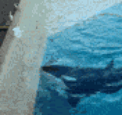 Orca Whale Baiting Birds