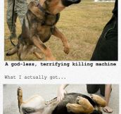 This Is Why I Love German Shepherds