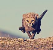 Baby Cheetah, Full Speed