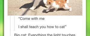 How To Be A Cat Lessons