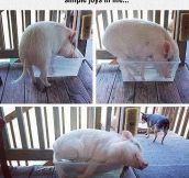 I Wish I Could Be As Happy As This Pig