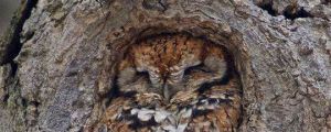That Hole Was Made Specifically For This Owl