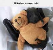 Bats Can Be Adorable