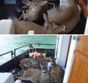 Deer Fishing Done Properly