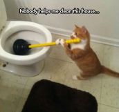 Cat Taking Care Of The House Maintenance