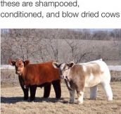 Perfectly Fluffy Cows