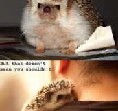 Being A Hedgehog