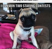 Truth About Pugs