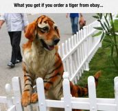 Ordering A Tiger