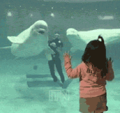Playful Beluga Whale