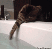 Like Human Mothers, Felines Must Check The Temperature Of The Bath Before Allowing Their Offspring In