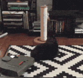 My Vacuum Navigating Around My Fat, Lazy Cat