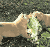 The Cabbage Learned To Never Mess With Another Baby Doge Again