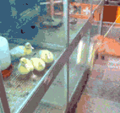 Ducklings Mesmerized By Yo-Yo