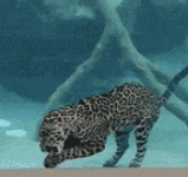 Jaguar Forgets How To Cat, Eats His Meal Underwater
