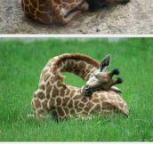 Ever Seen A Giraffe Sleeping?