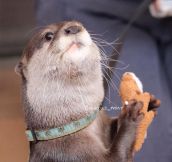 Don’t Make An Otter Angry