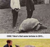 This Tortoise Has Been Alive For 183 Years