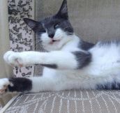 22 Funny Cats Caught In Mid-Sneeze