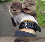 Tiny Baby Otters