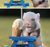 Piggy Eating Ice-Cream