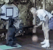 This Dog Plays Basketball Better Than Me