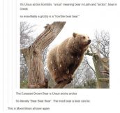 The Scientific Name Of The Bear